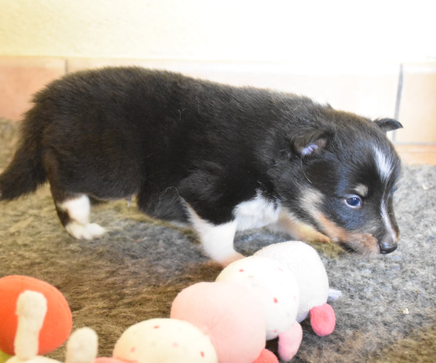 male tricolore - Shetland Sheepdog