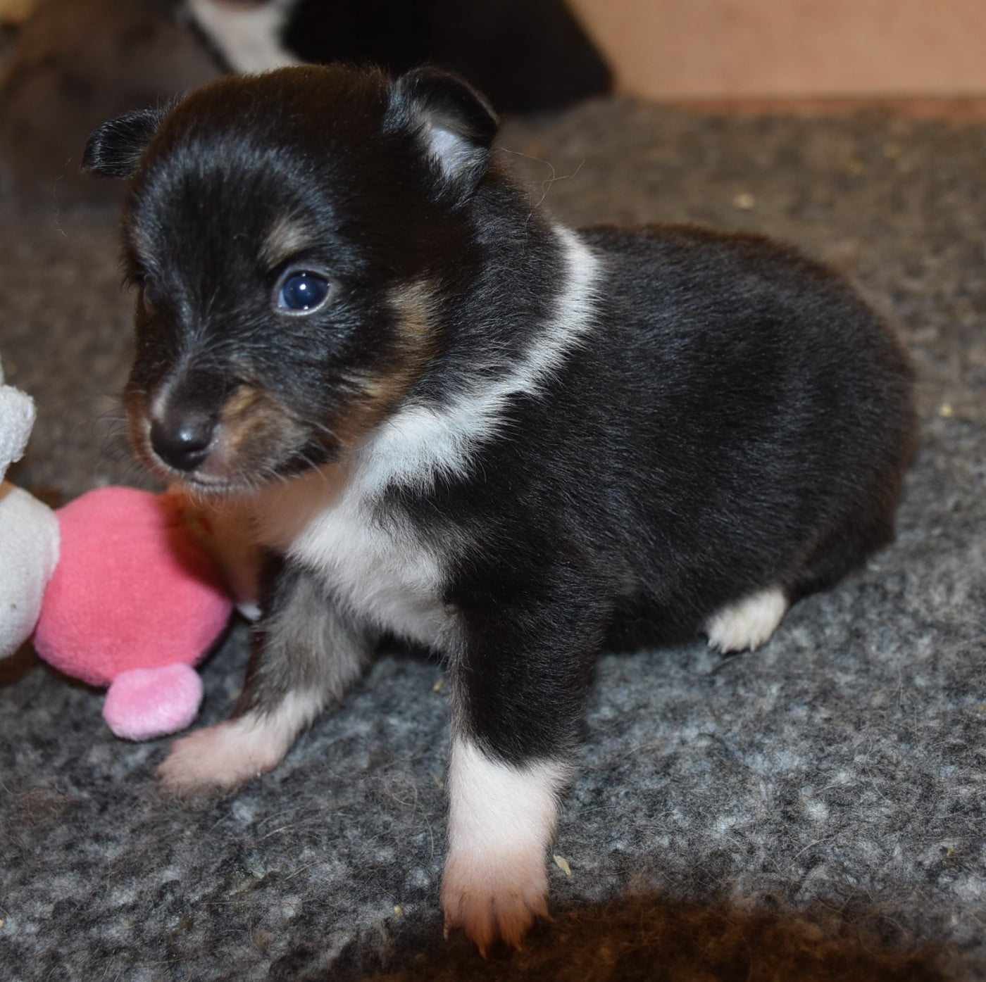 femelle tricolore - Shetland Sheepdog