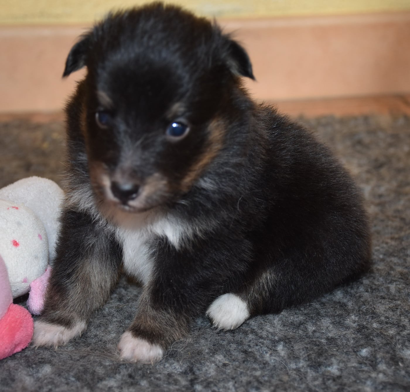 femelle tricolore - Shetland Sheepdog