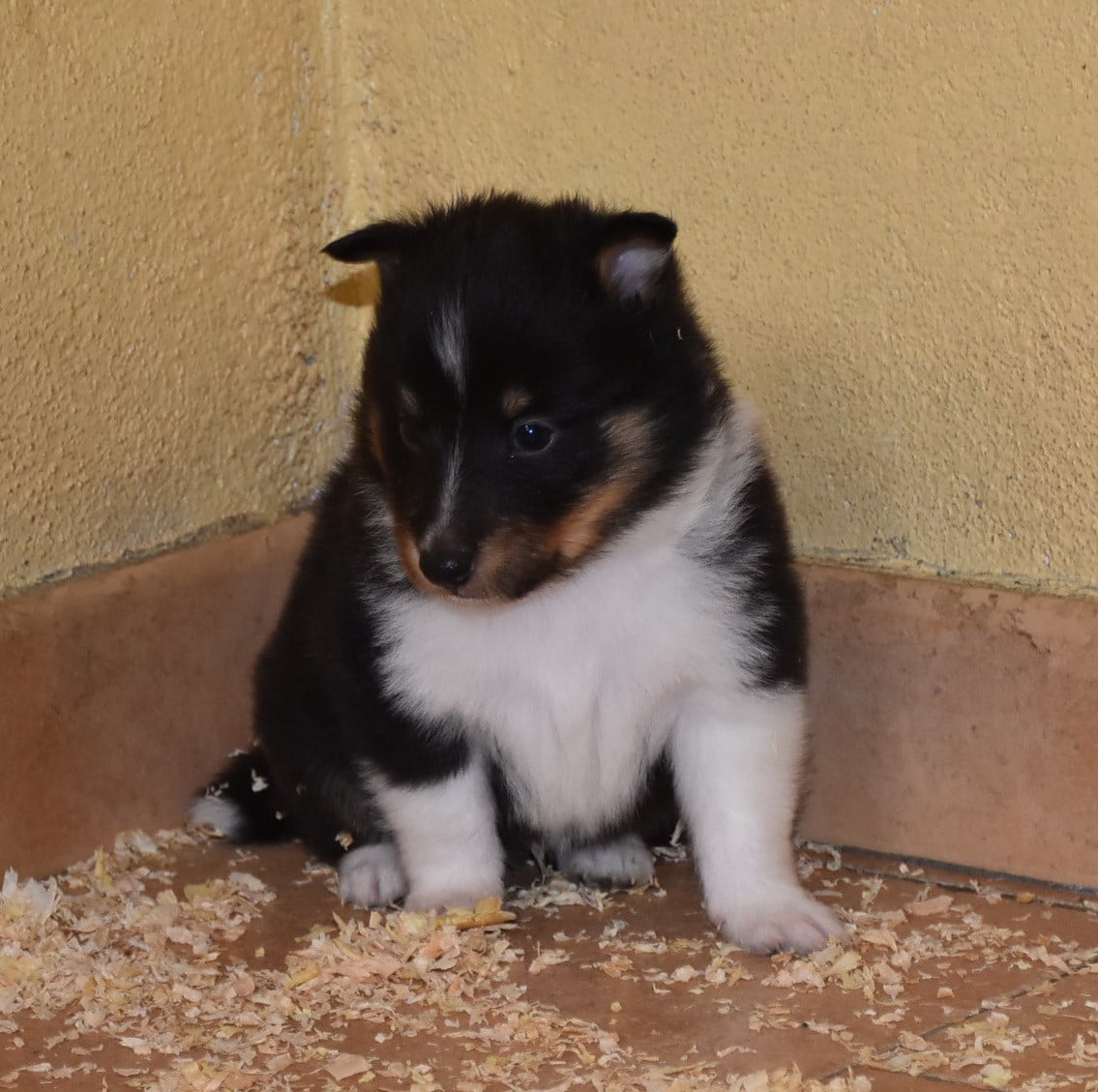 male tricolore