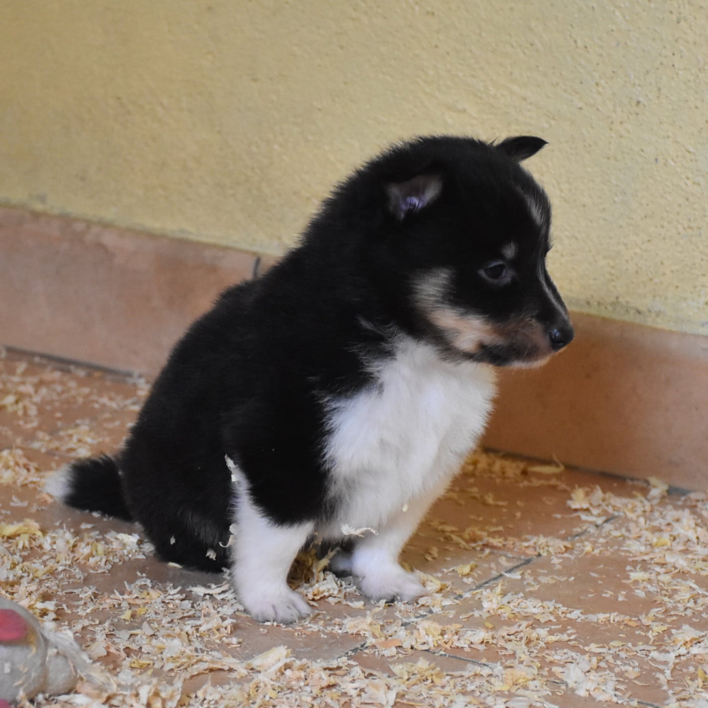 male tricolore