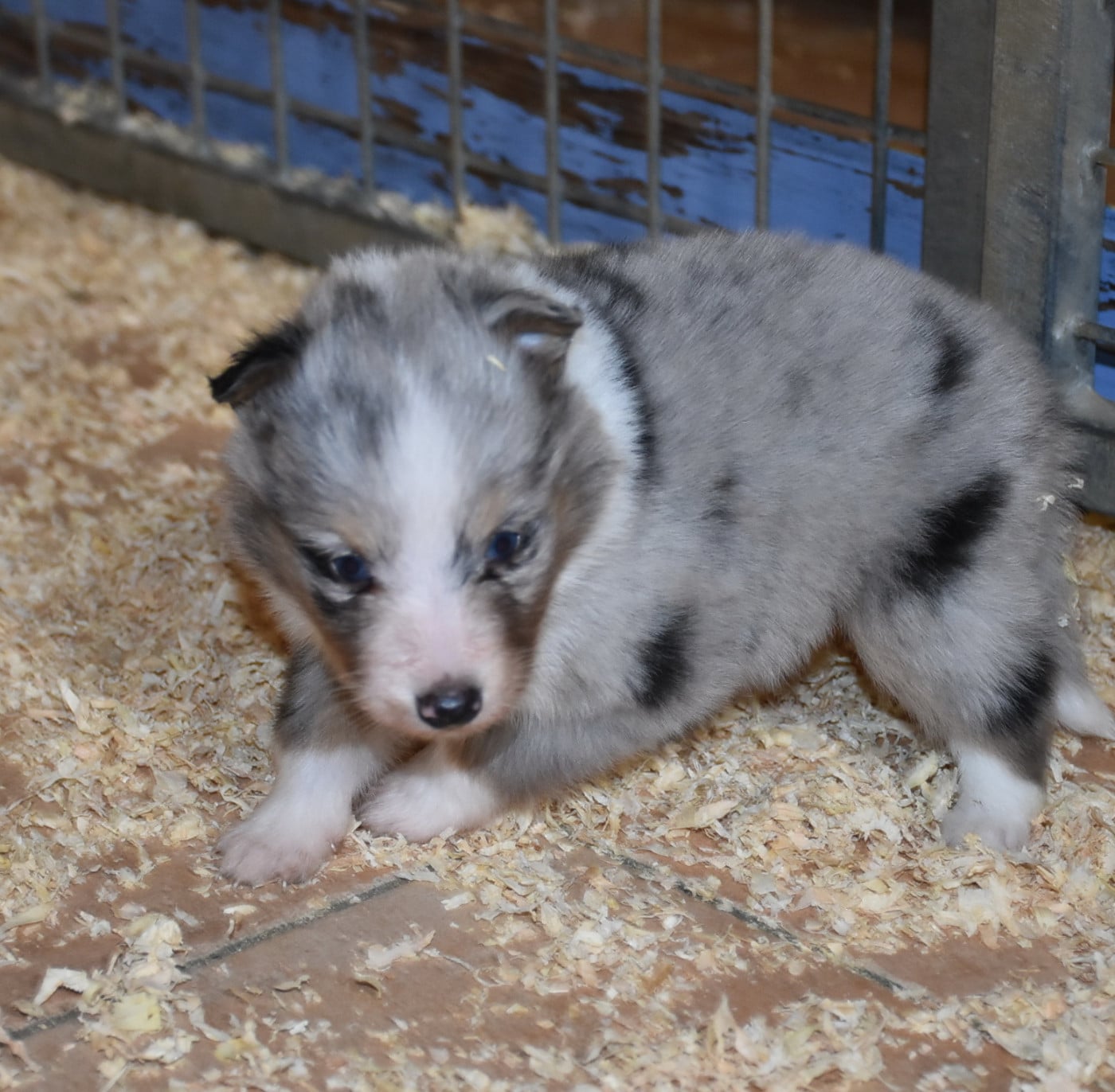 male bleu merle