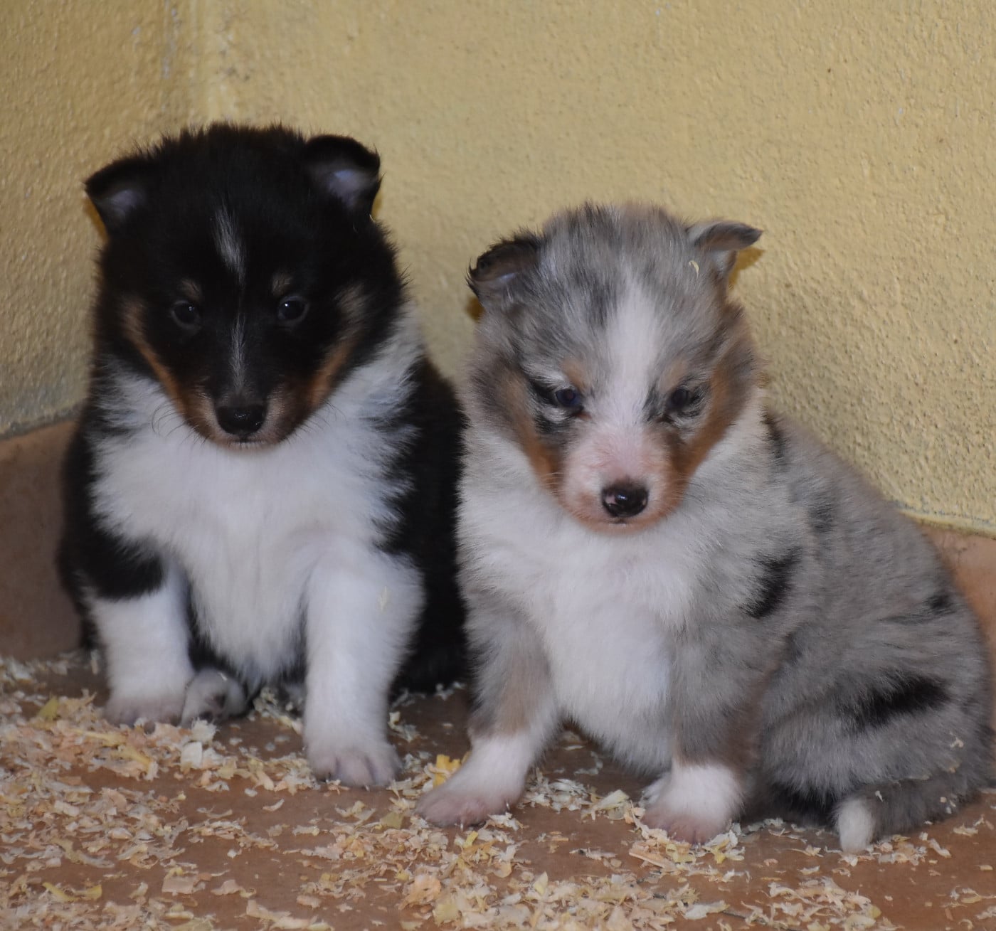 male bleu merle