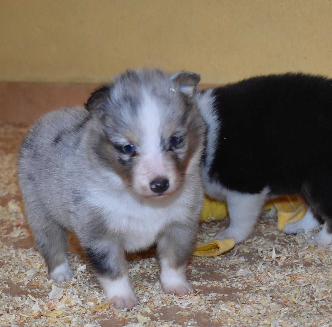 male bleu merle