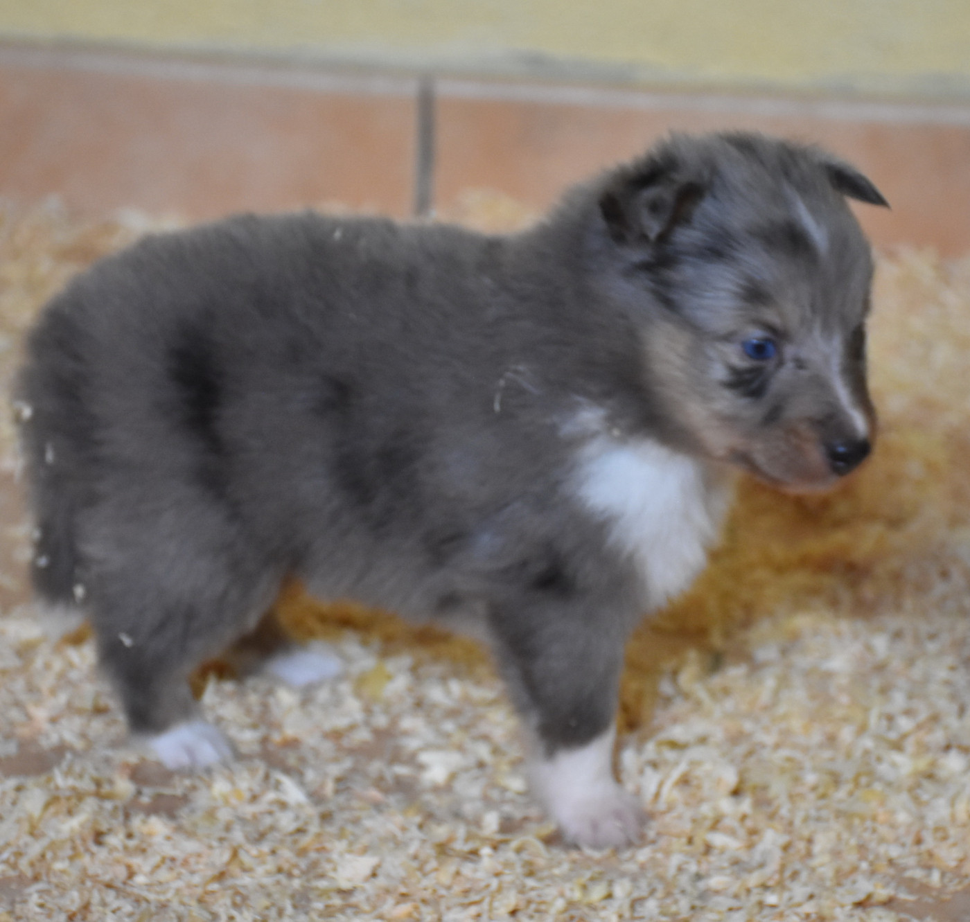 male bleu merle