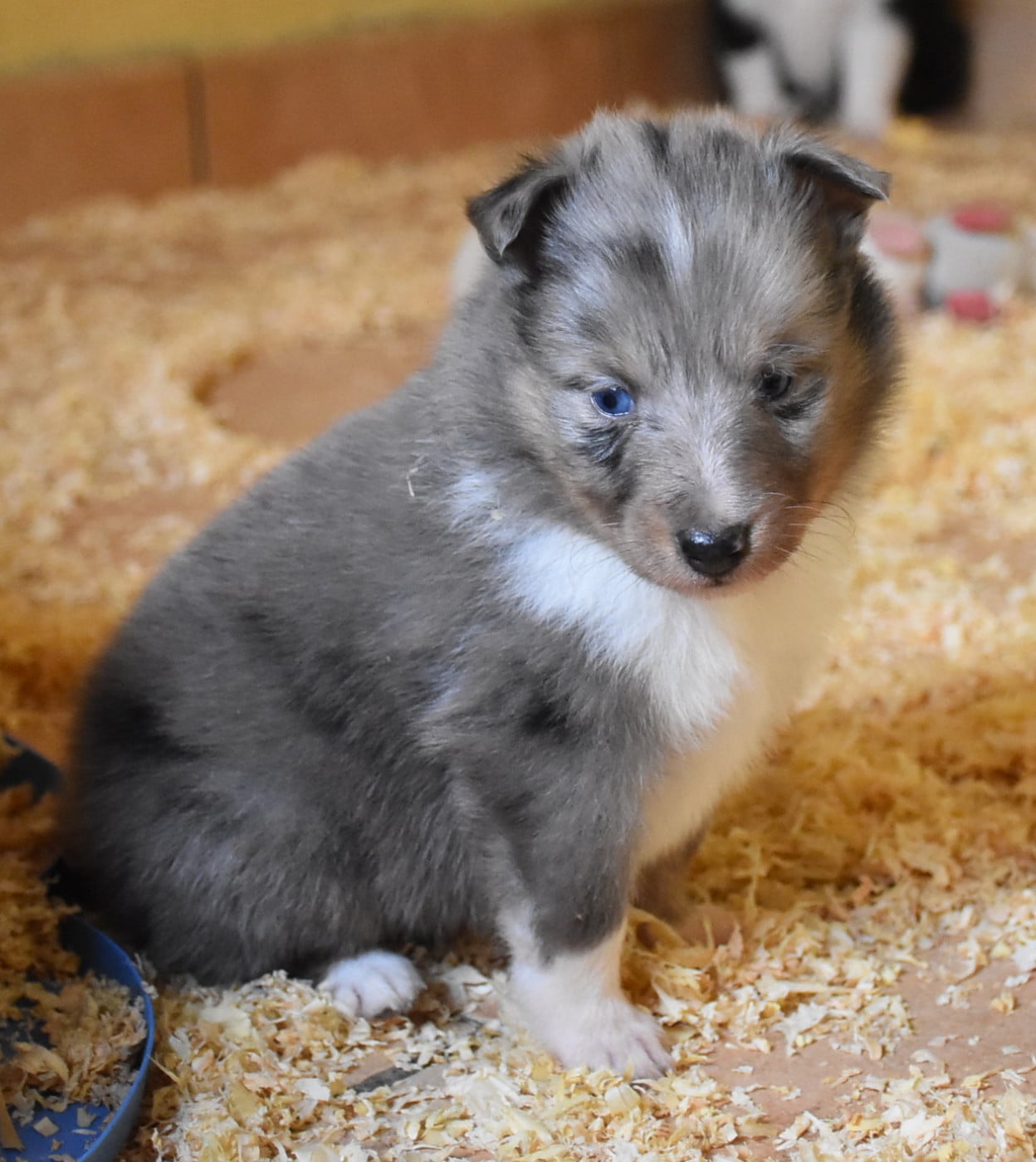 male bleu merle