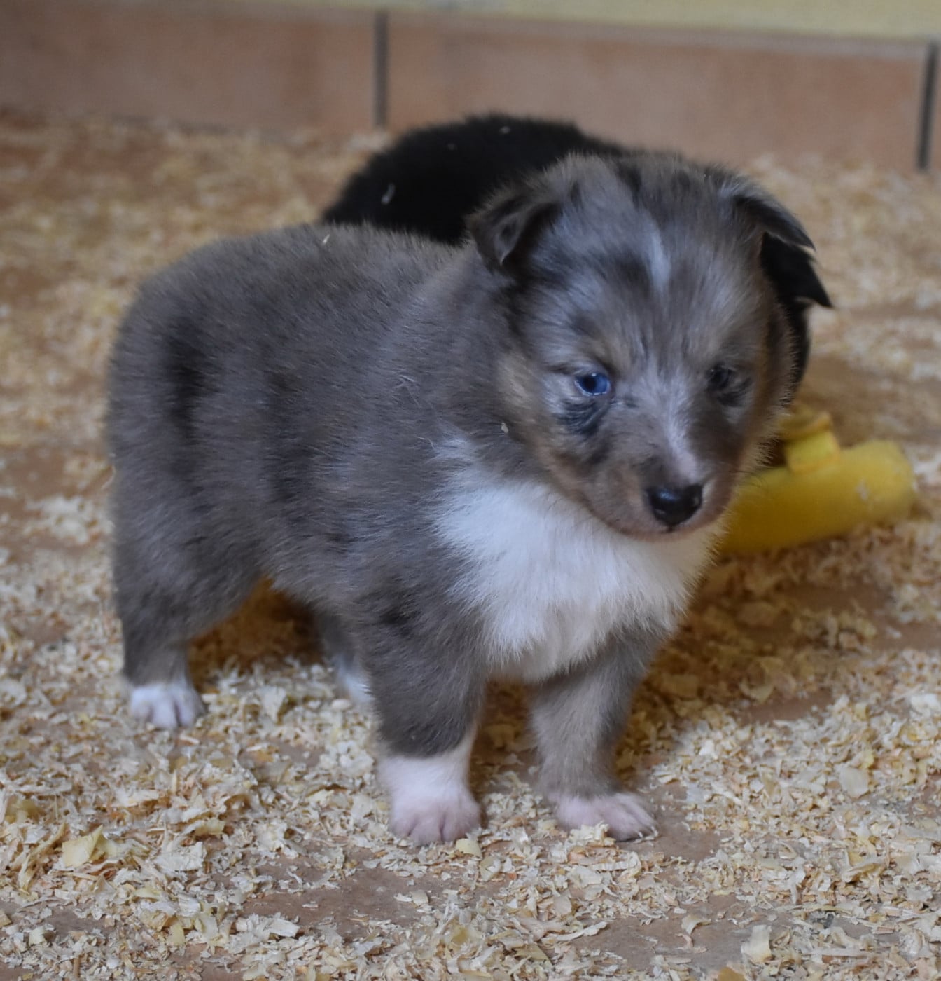 male bleu merle