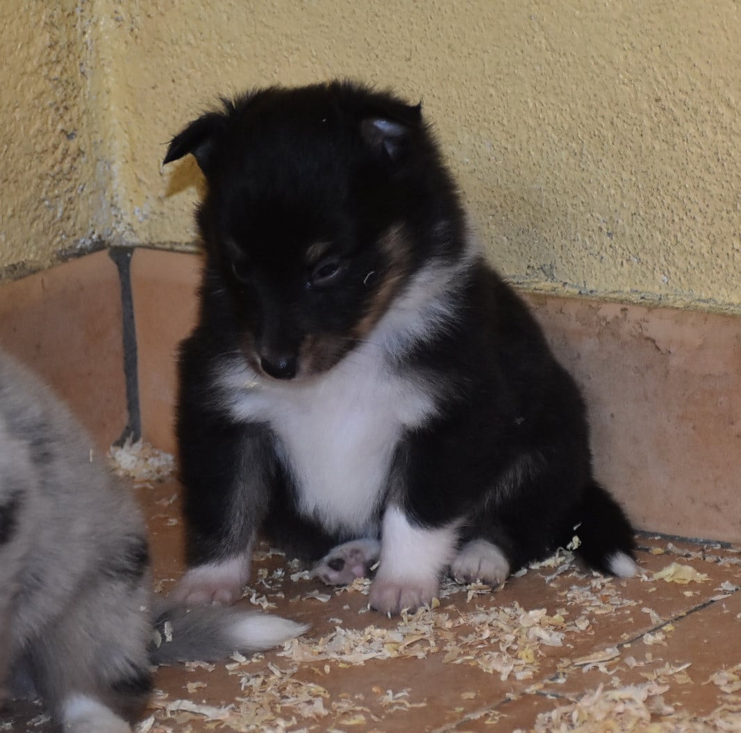 femelle tricolore