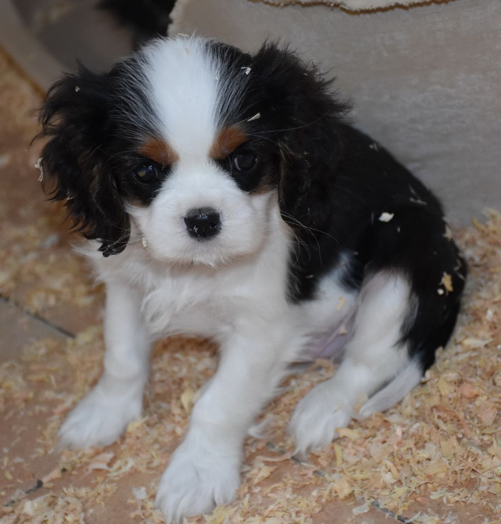 Chiot Cavalier King Charles Spaniel, RAMON male tricolore