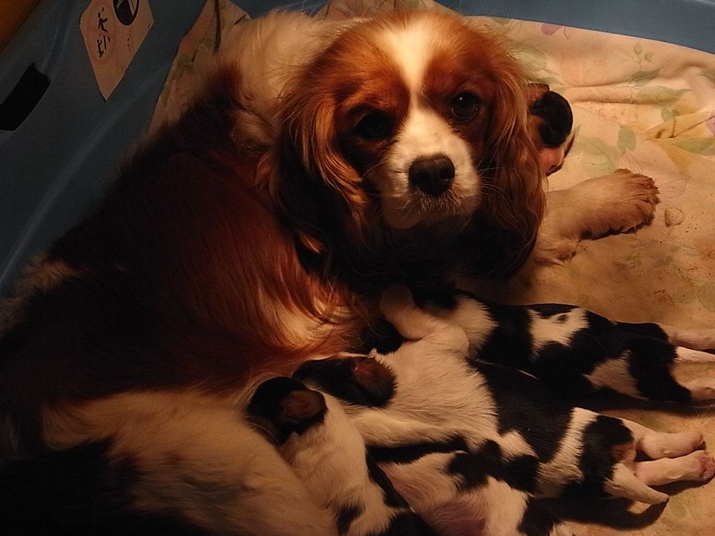 De la combe berail - Cavalier King Charles Spaniel - Portée née le 09/01/2019