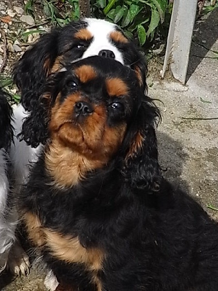 ENTILLE femelle noir feu