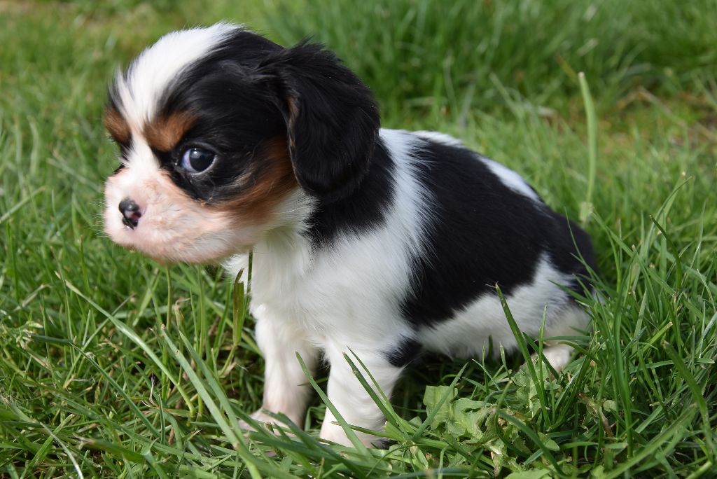 Chiot Elevage De La Combe Berail Eleveur De Chiens Cavalier King Charles Spaniel