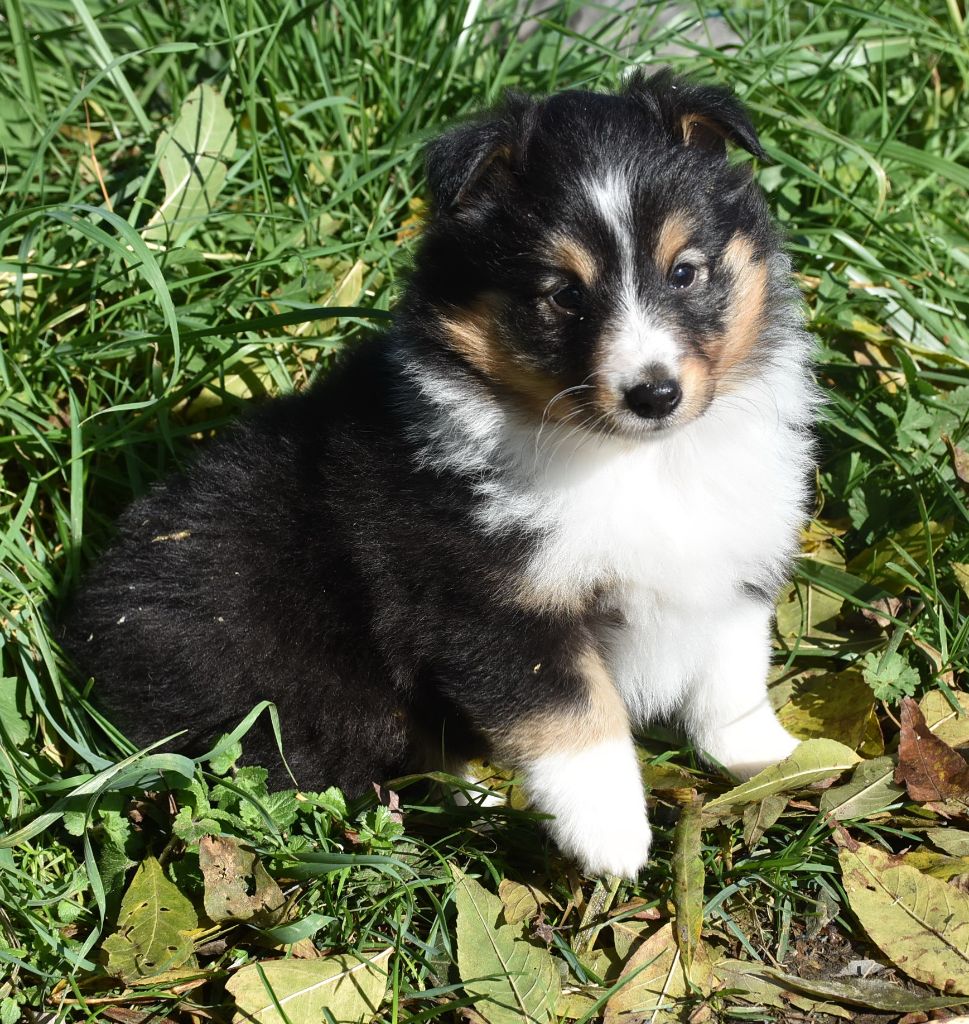 AURA NOIRE femelle tricolore