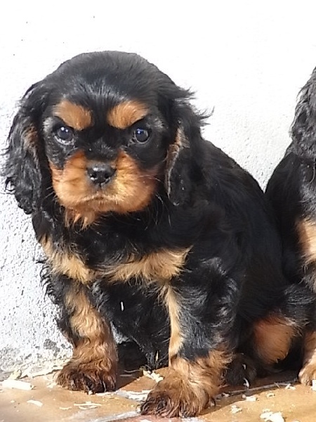 ENTILLE femelle noir feu