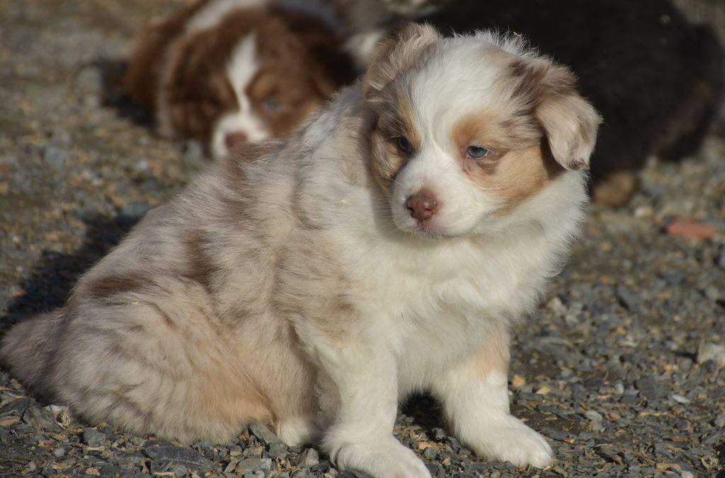 Chiot Berger Australien, PRALINE femelle rouge merle, femelle