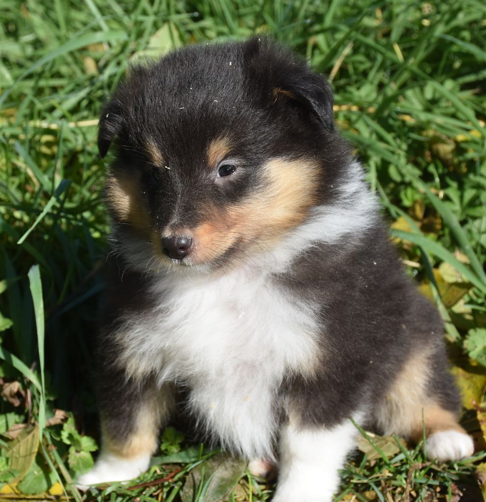 ARES NOIR male tricolore