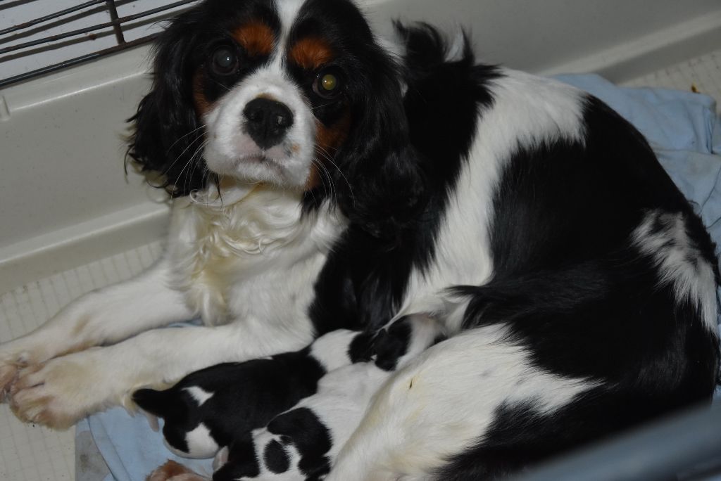 De la combe berail - Cavalier King Charles Spaniel - Portée née le 05/12/2018