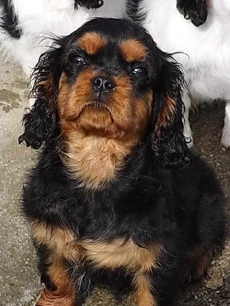 ENTILLE femelle noir feu