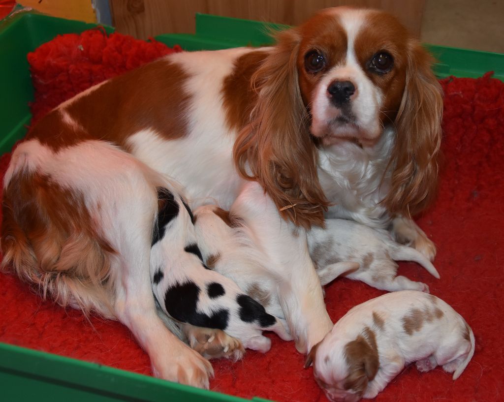 De la combe berail - Cavalier King Charles Spaniel - Portée née le 03/10/2018
