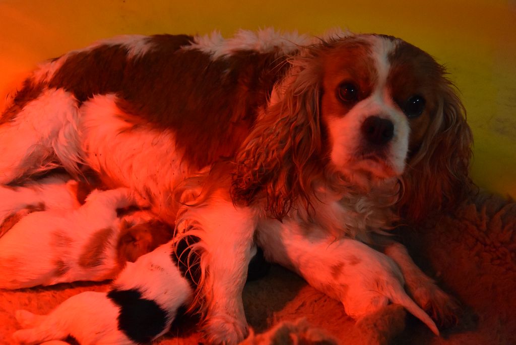 De la combe berail - Cavalier King Charles Spaniel - Portée née le 26/11/2018