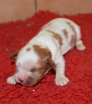 Les chiots de Cavalier King Charles Spaniel