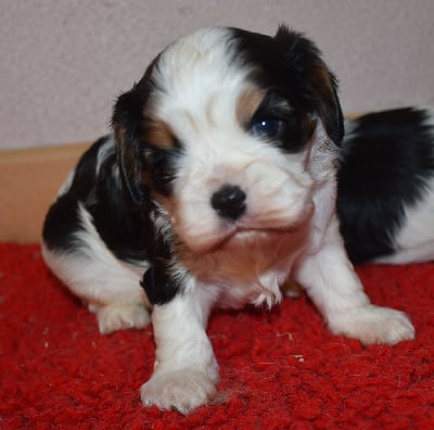 Les chiots de Cavalier King Charles Spaniel