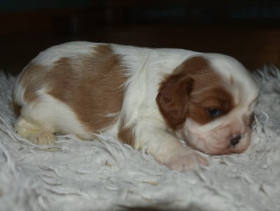 Les chiots de Cavalier King Charles Spaniel