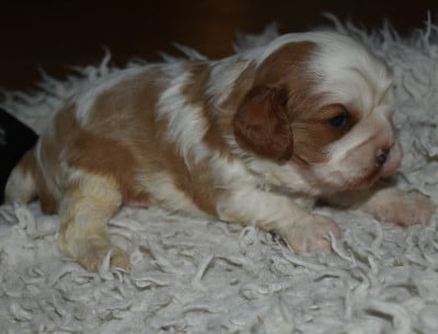 Les chiots de Cavalier King Charles Spaniel