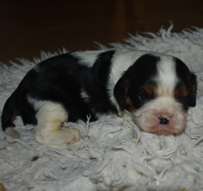 Les chiots de Cavalier King Charles Spaniel