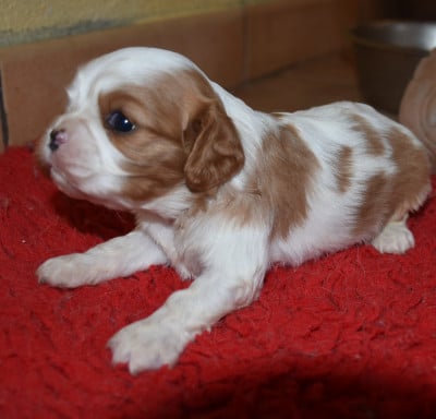 Les chiots de Cavalier King Charles Spaniel
