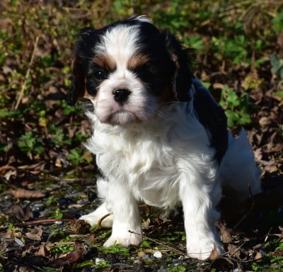 Les chiots de Cavalier King Charles Spaniel