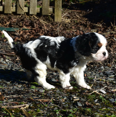 Les chiots de Cavalier King Charles Spaniel