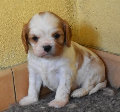 Les chiots de Cavalier King Charles Spaniel