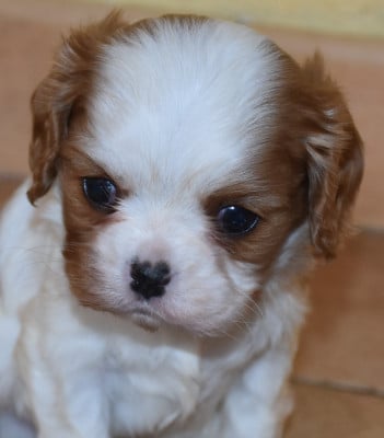 Les chiots de Cavalier King Charles Spaniel