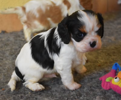 Les chiots de Cavalier King Charles Spaniel