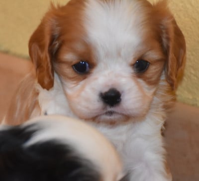 Les chiots de Cavalier King Charles Spaniel