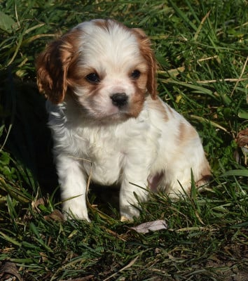 Les chiots de Cavalier King Charles Spaniel