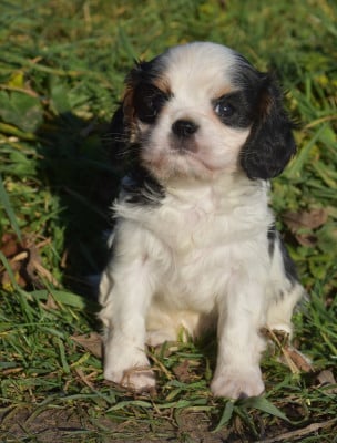 Les chiots de Cavalier King Charles Spaniel