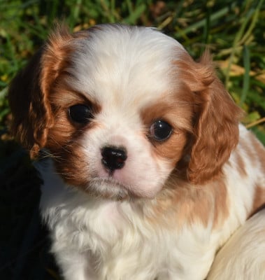 Les chiots de Cavalier King Charles Spaniel