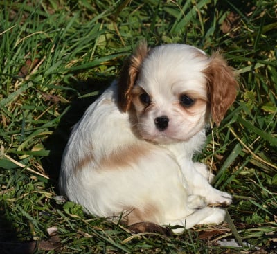 Les chiots de Cavalier King Charles Spaniel