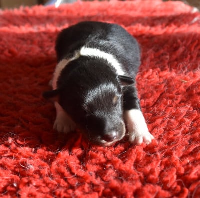 Les chiots de Shetland Sheepdog