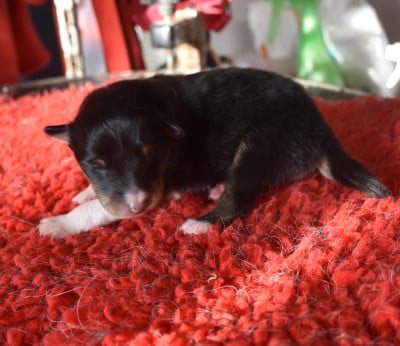 Les chiots de Shetland Sheepdog