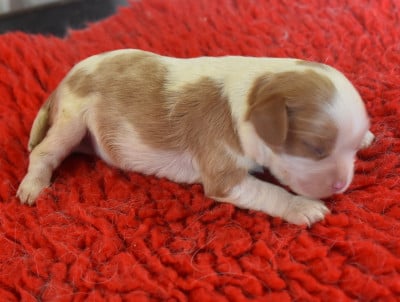 Cavalier King Charles Spaniel