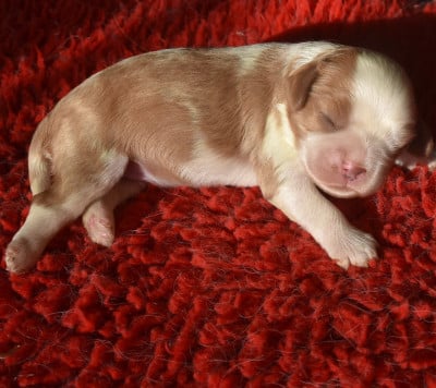 Les chiots de Cavalier King Charles Spaniel