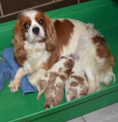 Les chiots de Cavalier King Charles Spaniel