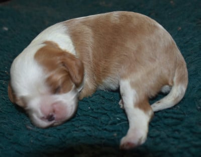 Les chiots de Cavalier King Charles Spaniel