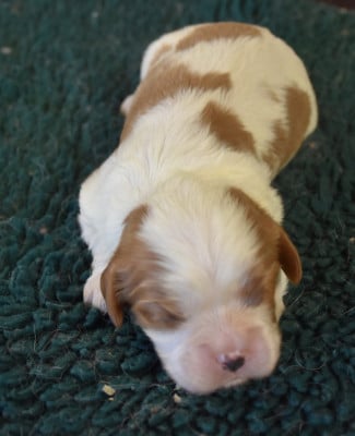 Les chiots de Cavalier King Charles Spaniel