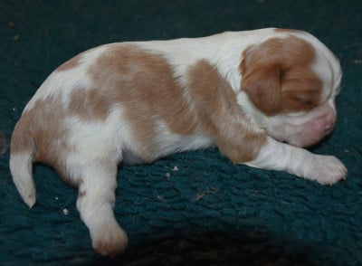 Les chiots de Cavalier King Charles Spaniel