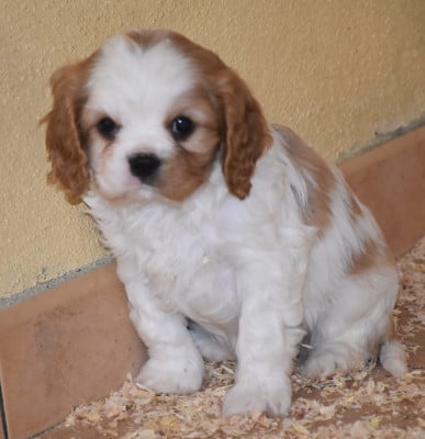 Les chiots de Cavalier King Charles Spaniel