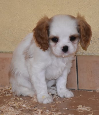 Les chiots de Cavalier King Charles Spaniel